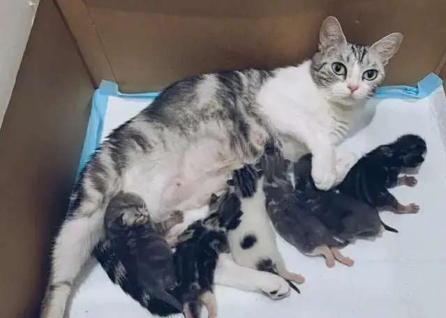 Pictures of changes in cats from 1 to 9 weeks pregnant