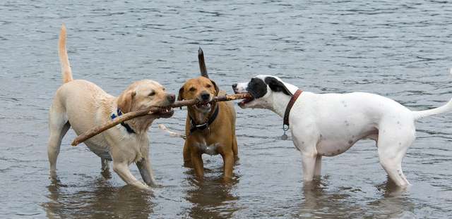 Three dogs are tied together and cannot be separated