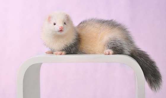 Which fur is better, ferret or mink?