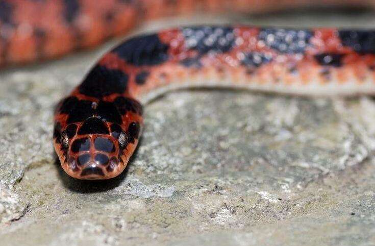What kind of snake is the Fire Snake? Pictures