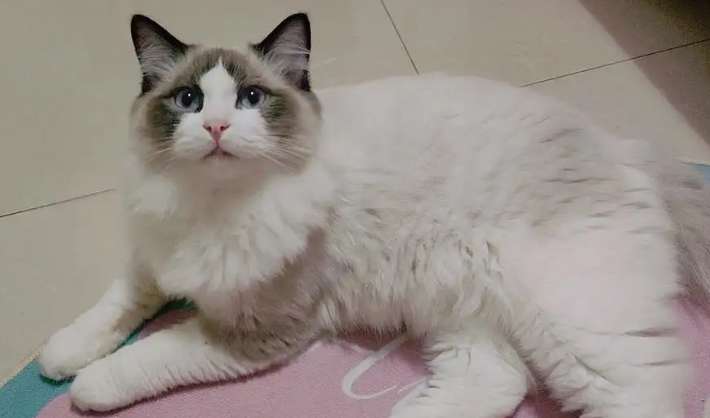 Pictures of crossbreeding between Ragdoll and native cats