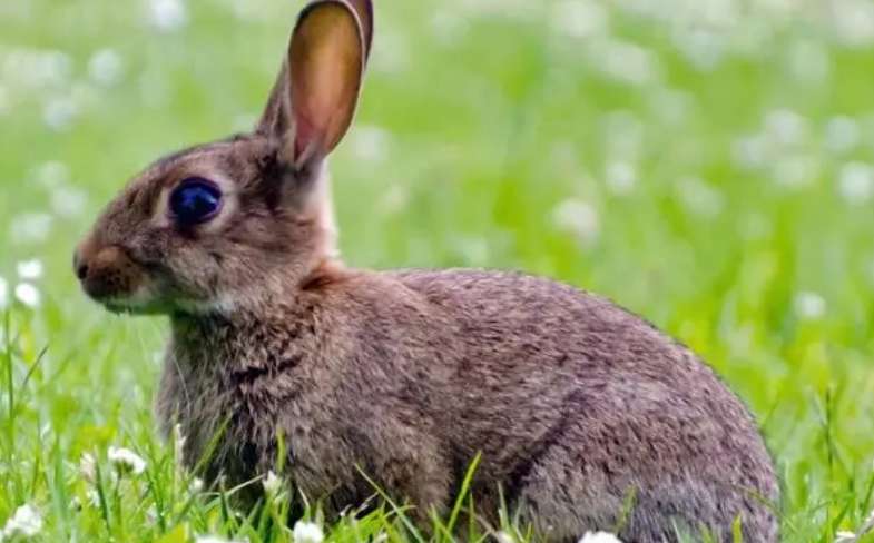 Rabbit in the temple