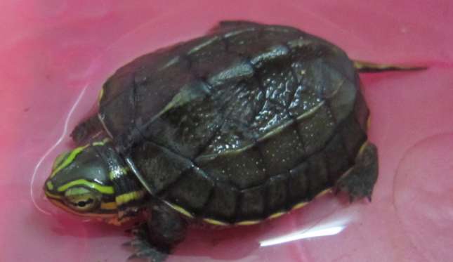 How big are Annan turtle hatchlings?