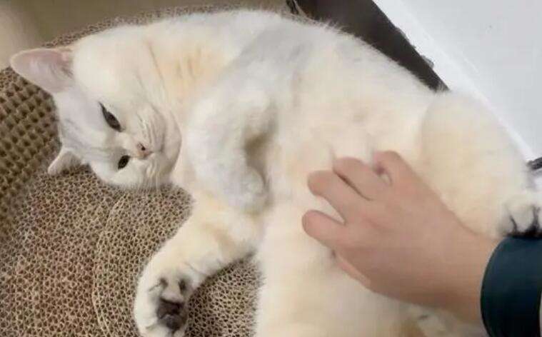 Why do cats like to rub their bellies