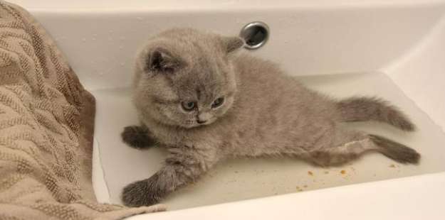 Why doesn't the cat resist taking a bath?