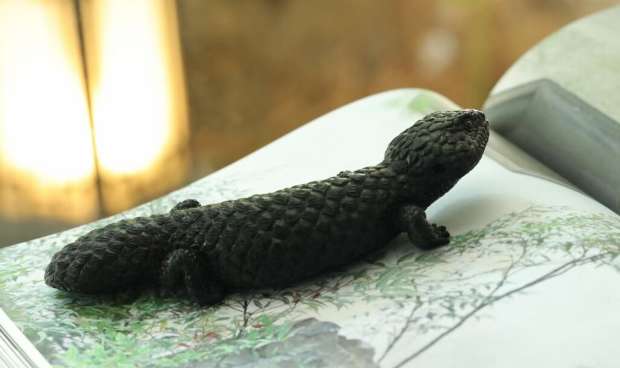 There are pinecone lizards in China 