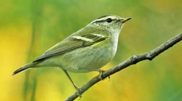 The best recipe for willow warbler food