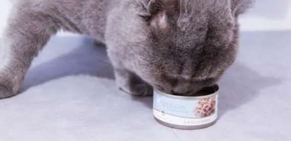 Why doesn’t a pregnant cat eat canned meat?