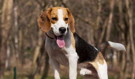 Ranking of the top ten small hunting dogs