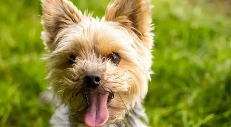 Top Ten Terrier Dogs Picture