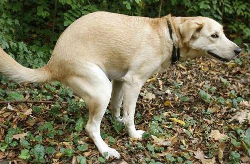 Why do dogs poop standing up?