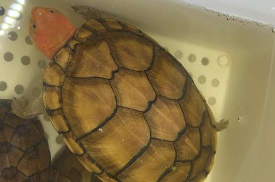  Buy a red-faced egg turtle for 200 yuan