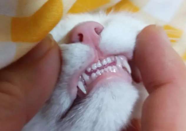 Why are cat teeth It is snow-white