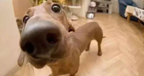 Why do dogs nudge your face with their noses?