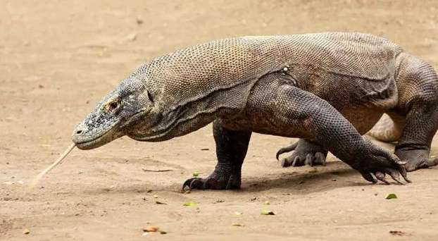 What animal It is the natural enemy of monitor lizards