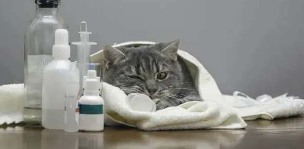 Why do cats get encephalitis