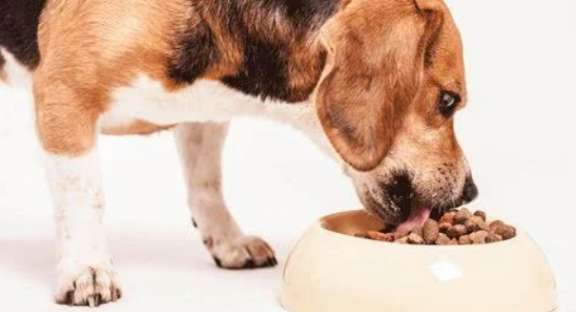 How to add dog food to puppies