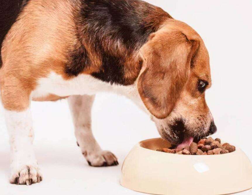 How do dogs stop eating dog food?