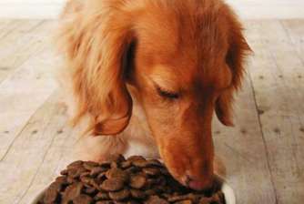 How to choose soft homemade dog food