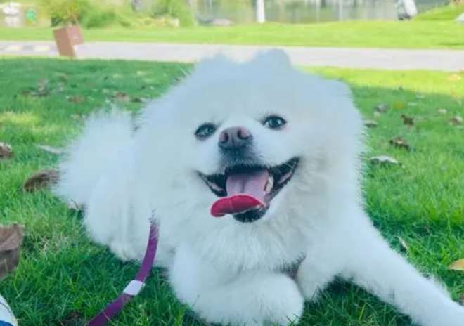 Why does your dog tilt his head to look at you and smile happily?