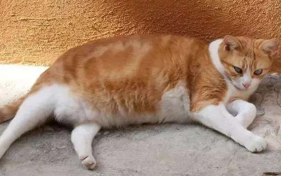 Why do cats gain weight? Gain weight?