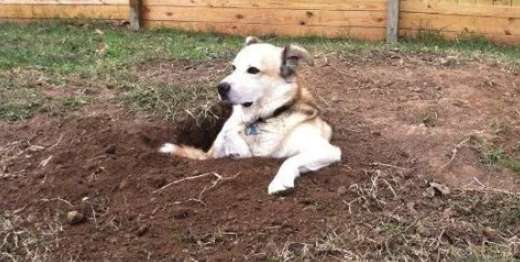 Why do dogs always dig holes?