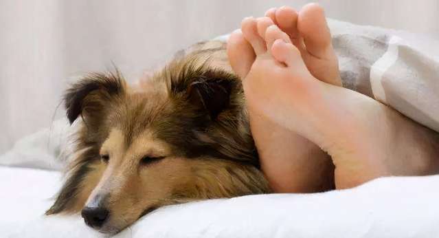 Why do dogs like to sleep with their owners?