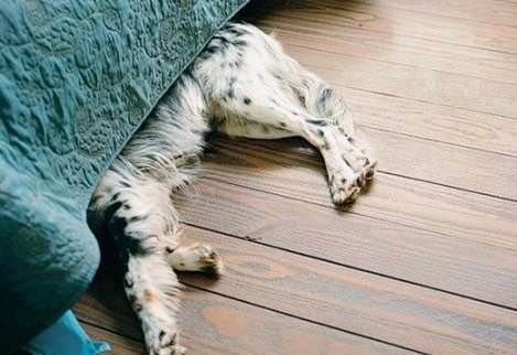  Why do dogs always run under the bed? width=