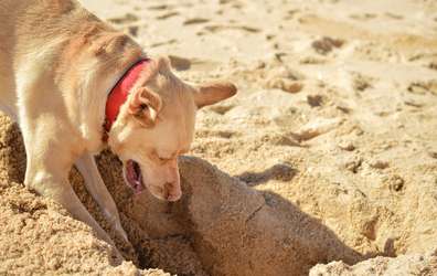 Why do dogs like sand? Sand