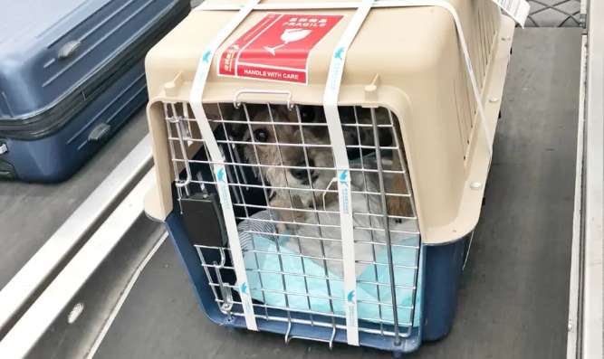 How to apply for quarantine certificate for consigned pets