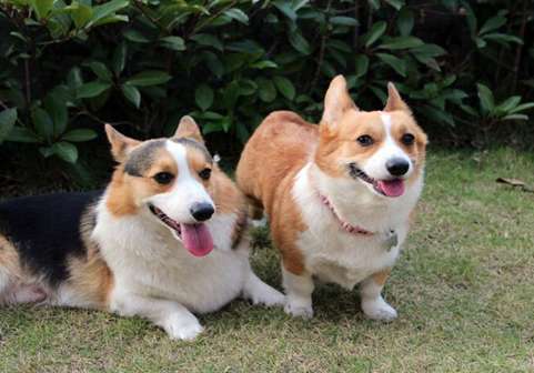 Characteristics of Sable Corgi Picture Gallery