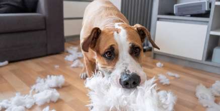 Why do dogs rip pillow skin off?