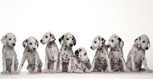 What are the symptoms of Dalmatian pneumonia? An answer