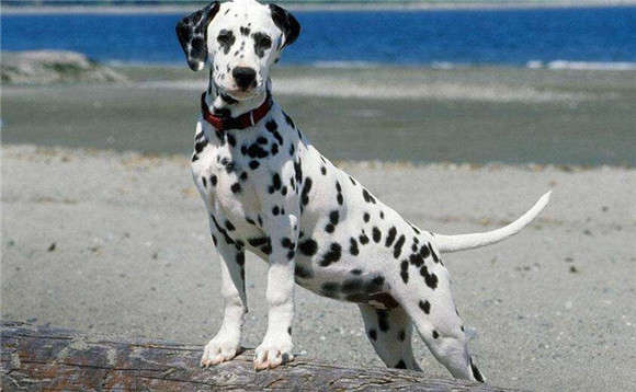  What are the symptoms of pneumonia in Dalmatians? An answer