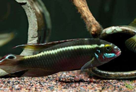 Red-bellied Phoenix can be mixed with lantern fish