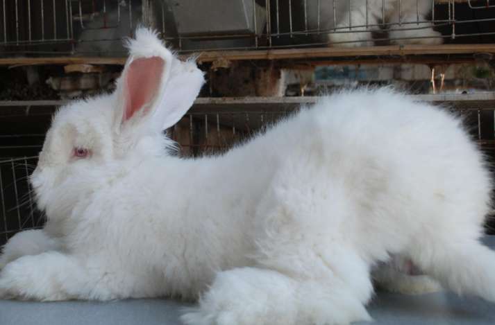 How much does an Angora rabbit breeder cost?