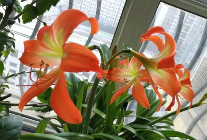 The dangers of amaryllis to humans should be tabooed