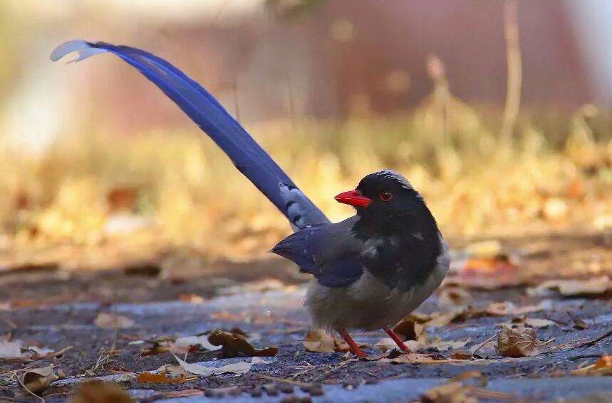 The feng shui meaning of the red-billed blue magpie