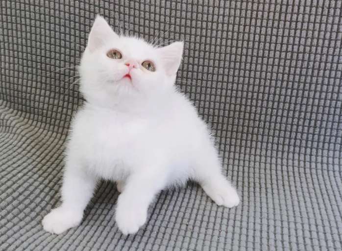 How to identify pure white shorthair price 800 yuan