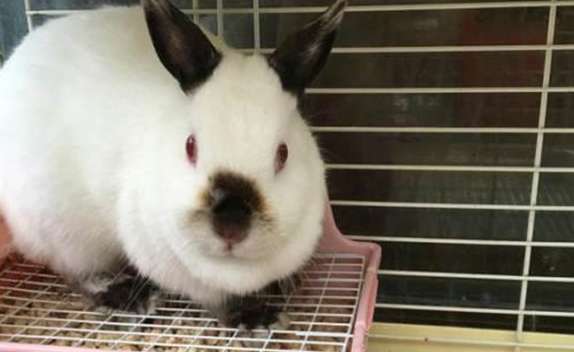  How much can a Himalayan rabbit cost when raised?