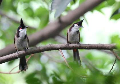 Will I be sentenced for killing three red-eared bulbuls?