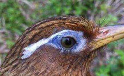 What do you think of a thrush with triangular eyes?