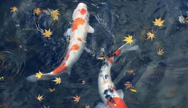 Three taboos when changing water for koi carp