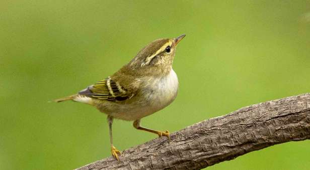 How to feed a willow warbler that can't fly?