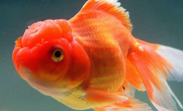 What does it mean to catch a goldfish?