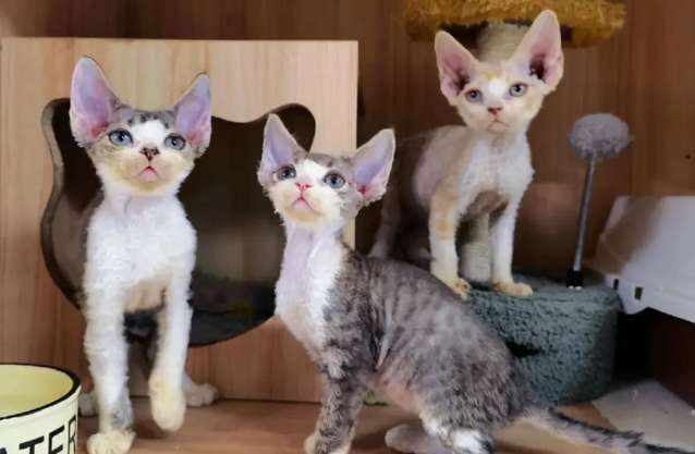 Why can't German curly cats be white with white?