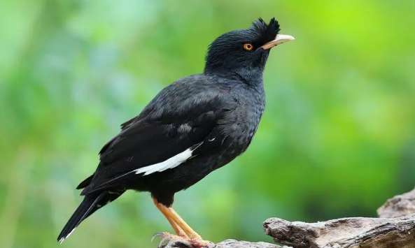 Sentenced for raising a myna