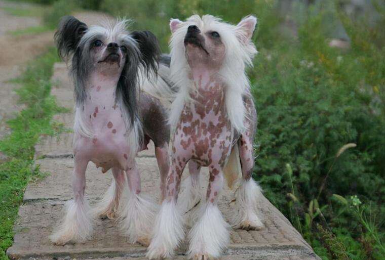 The ugliest picture of Chinese Crested Dog