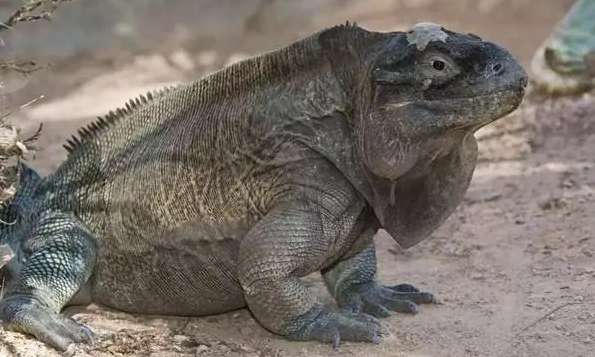 Rhinoceros Iguanas are protected animals at several levels