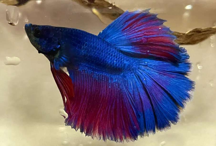 The most expensive species of betta fish